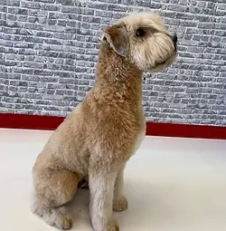 Poodle Cut Style