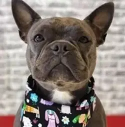 Full Groomer styling a dog