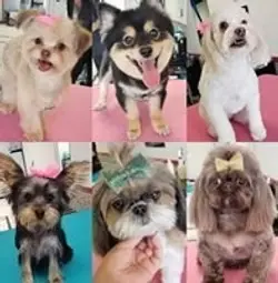 Happy Fluffy Dog after Grooming