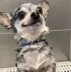 Relaxing Dog Bath at Groomology
