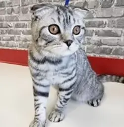 Cat Grooming Services